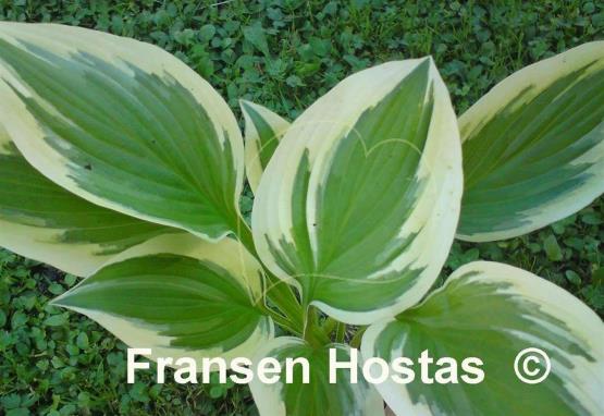 Hosta Joyful